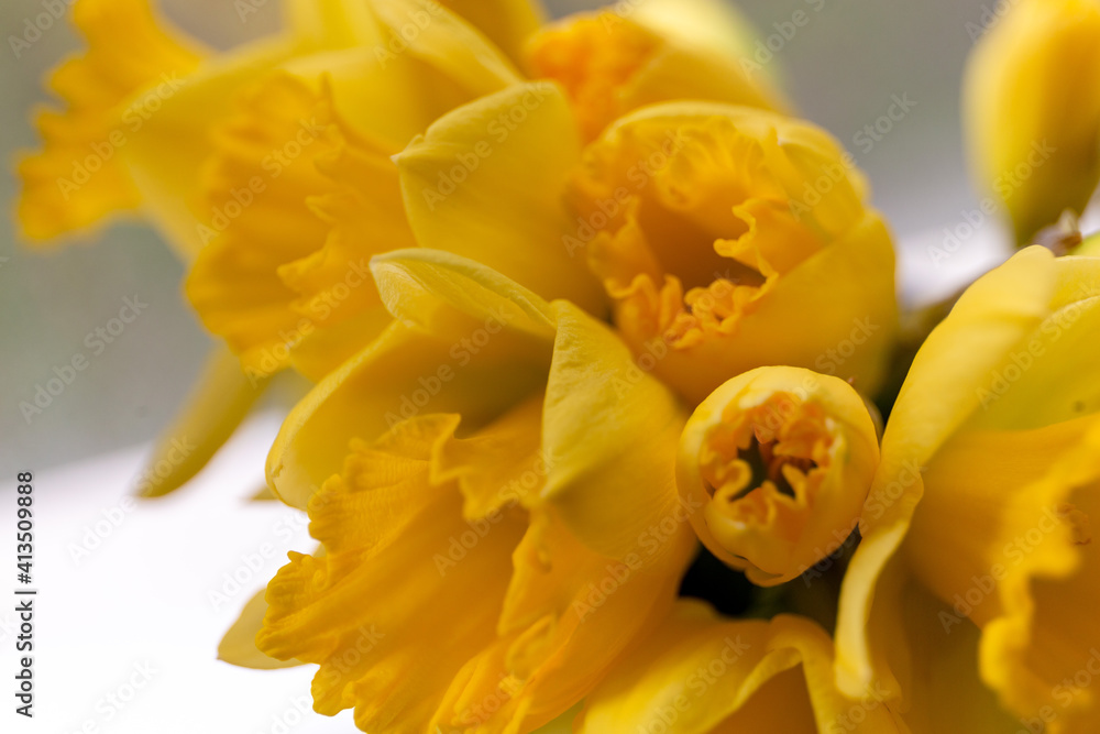 Close up macro of a bouquet of Daffodils Close up macro of a bouquet of Daffodils