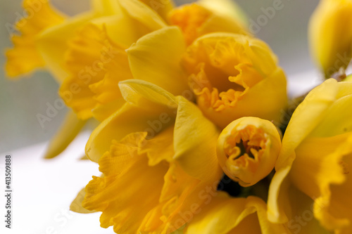 Close up macro of a bouquet of Daffodils