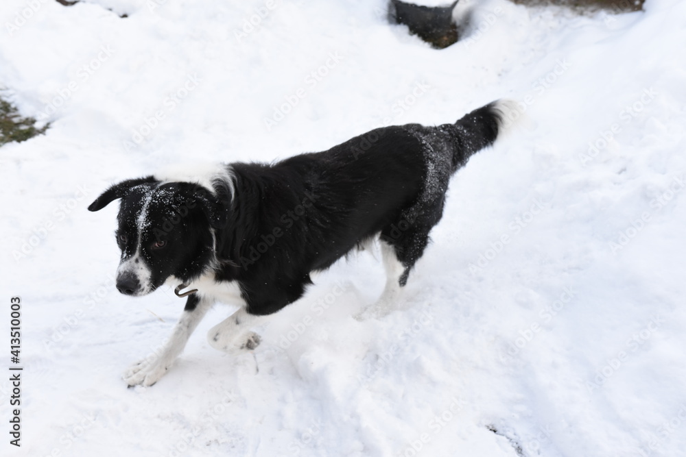 Snow dusted black and white dog