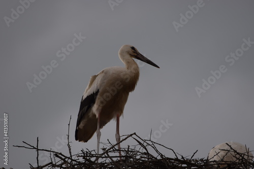 Stork sitting on its nest