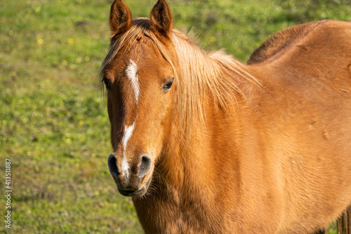 Close-up photo of a horse without reins in the countryside © Enrique