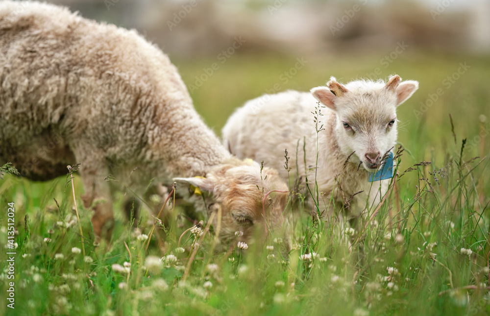 Fototapeta premium Small ouessant (or Ushant) sheep lamb grazing on dandelion stalks, another animal near