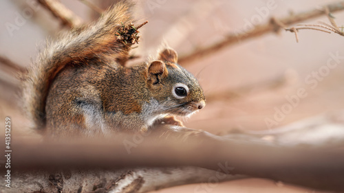American red squirrel (Tamiasciurus hudsonicus) sitting on branch, closeup detail