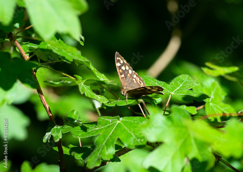 Waldbrettspiel, Pararge aegeria, auf Blatt sitzend photo