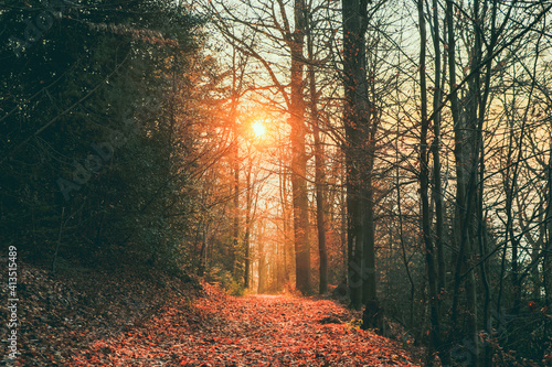 Herbst, Sonne, Wald, Natur
