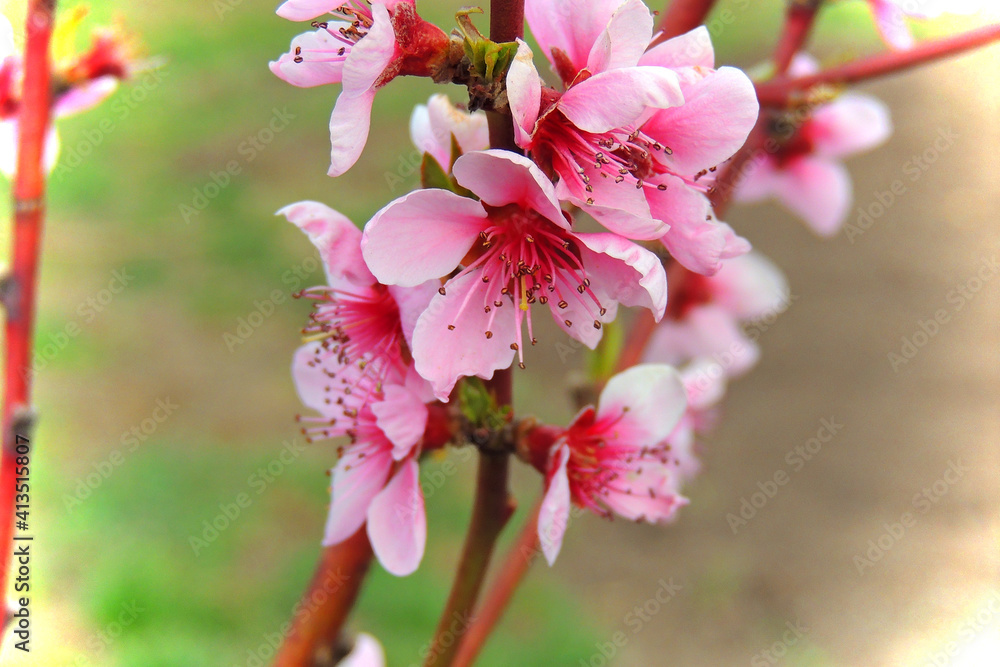 peach fruit tree bloomed in the garden peach fruit tree bloomed in the garden