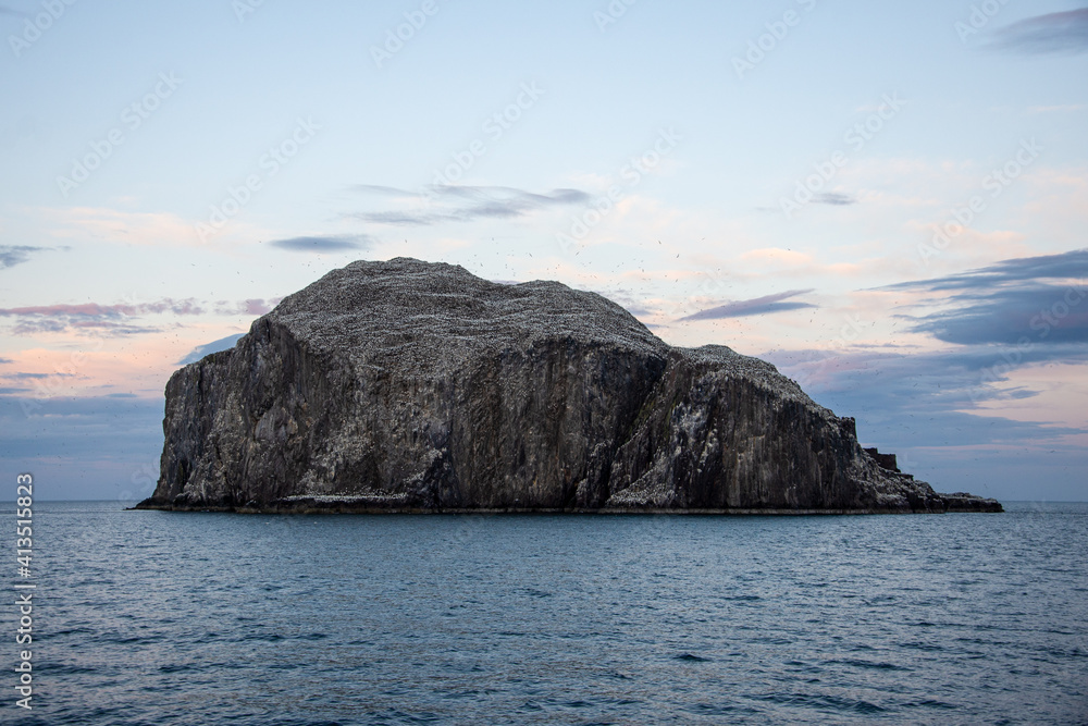 Bass Rock gannet colony, Firth of Forth, Scotland