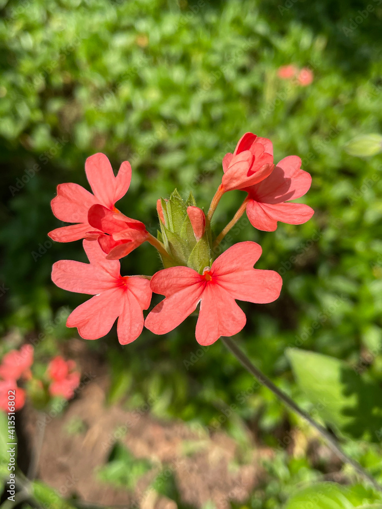 Fireworks flower or Crossandra flower in full bloom on a sunny day Fireworks flower or Crossandra flower in full bloom on a sunny day