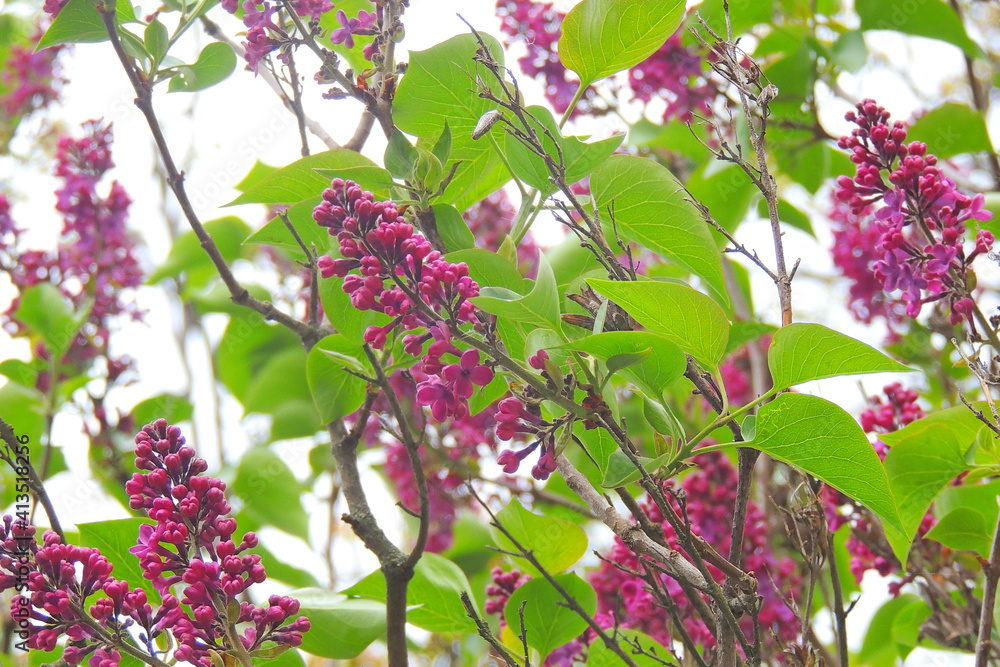 Fototapeta premium Close-up beautiful lilac flowers with the leaves. Beauty world.