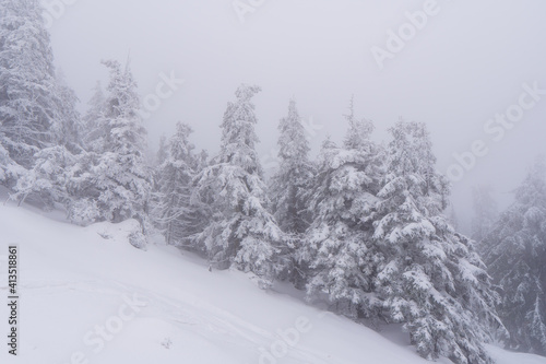 Gorgeous winter landscape in the mountains at snowy visibility with fog in the background, Czech Jeseniky Mountain