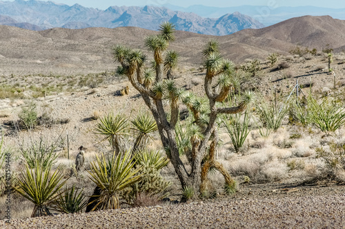Desert plants with mountains in background