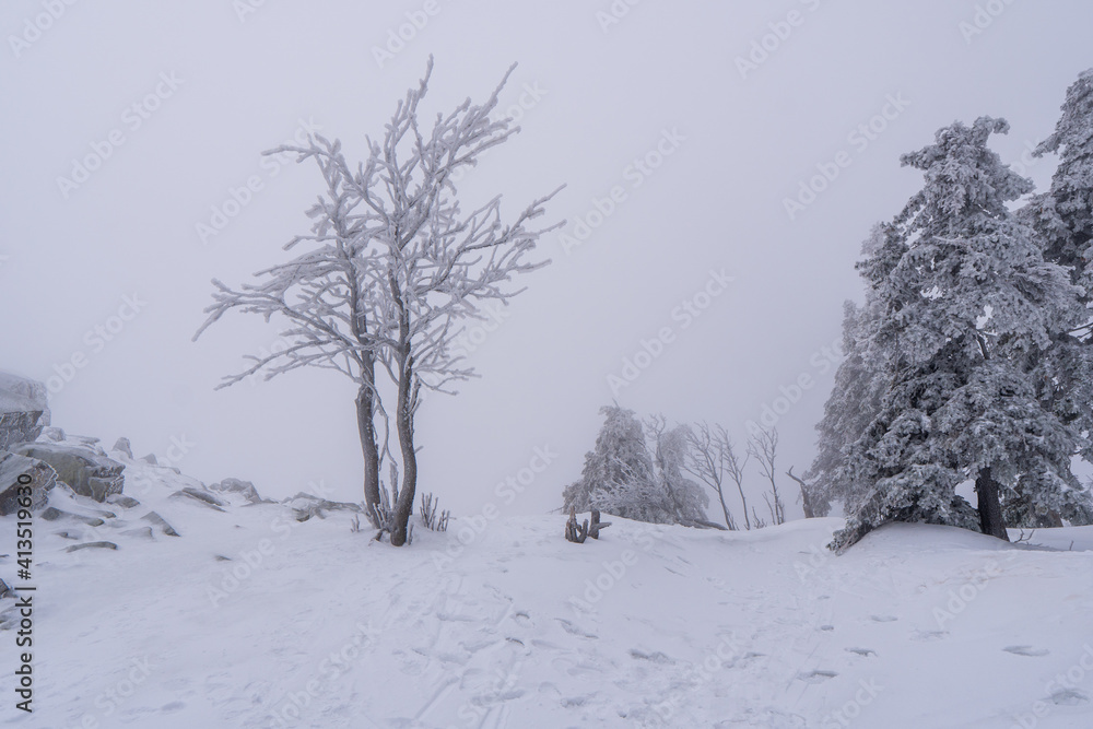 Fototapeta premium Gorgeous winter landscape in the mountains at snowy visibility with fog in the background, Czech Jeseniky Mountain