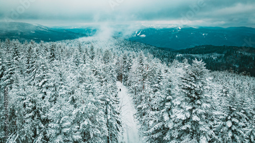 Wallpaper Mural Winter, Wald, verschneite Bäume Torontodigital.ca