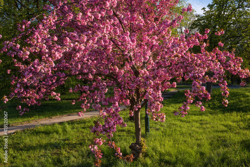 Blossoming sakura tree with beautiful pink flowers at the spring city park, nature outdoor background