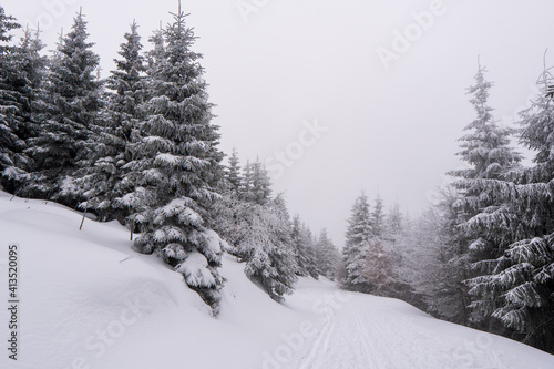 Gorgeous winter landscape in the mountains at snowy visibility with fog in the background, Czech Jeseniky Mountain