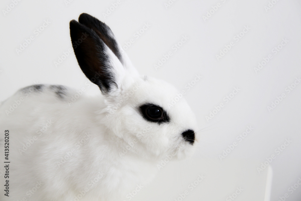 Fototapeta premium white cute bunny with black ears