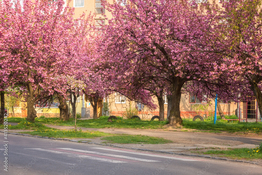 Naklejka premium Sunny street of the small cozy European town during japanese cherry or sakura tree blossom, beautiful spring cityscape, outdoor travel background, Uzhhorod, Ukraine