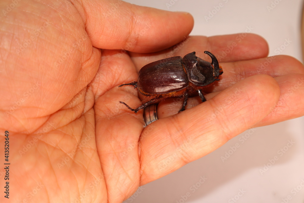 European rhinoceros beetle, male rhino beetle, Biologist, Exotic vet holding a large beetle. wildlife veterinarian. Beetle on white background; a very large beetle. insect as a pet, pets, insect