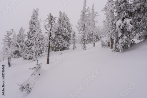 Gorgeous winter landscape in the mountains at snowy visibility with fog in the background, Czech Jeseniky Mountain