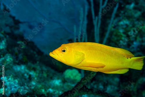 Coney Seabbass in golden phase swimming near coral reef