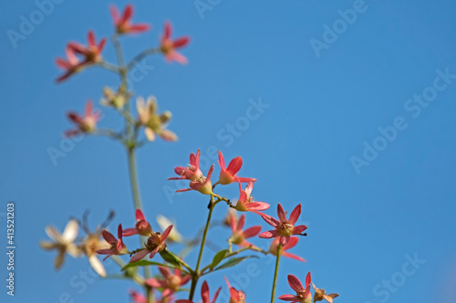red flower - Australian Christmas bush