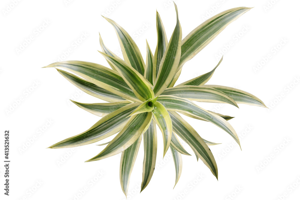 Song of India plant (Dracaena reflexa) popular house plant from Dracaena genus. Isolated image on white background Song of India plant (Dracaena reflexa) popular house plant from Dracaena genus. Isolated image on white background