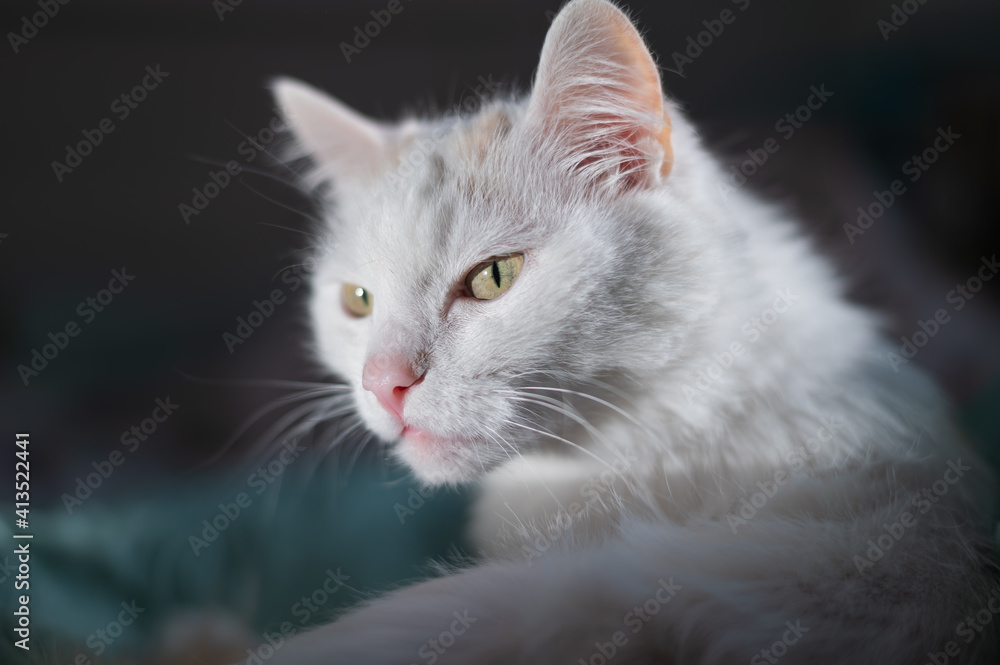 Portrait of a white fluffy cat on the bed