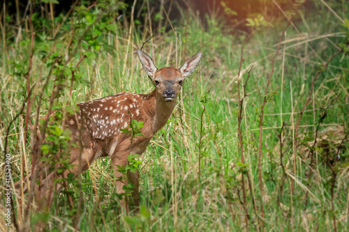Young deer (Cervus elaphus) in the spring landscape. Green Grass Everywhere.Lost on the Meadow. © Michal