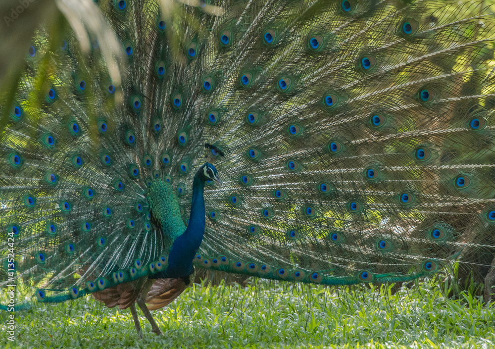 Fototapeta premium beautiful wild male peacock showing feathers to impress female