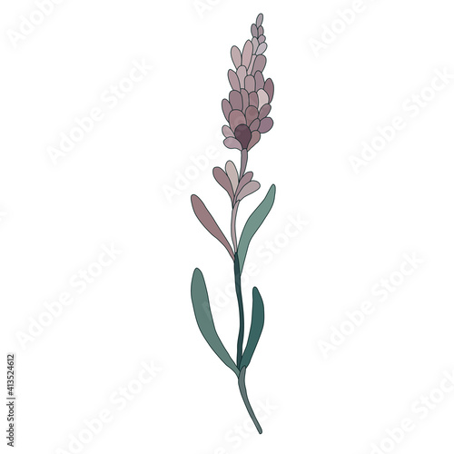 vector color lavender isolated on white background