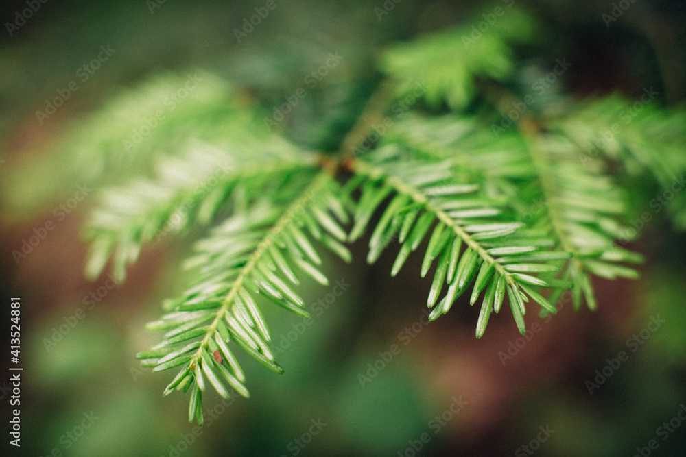 Branch of spruce in the forest Branch of spruce in the forest