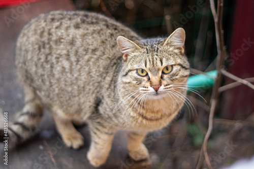 Wallpaper Mural cat in the garden Torontodigital.ca