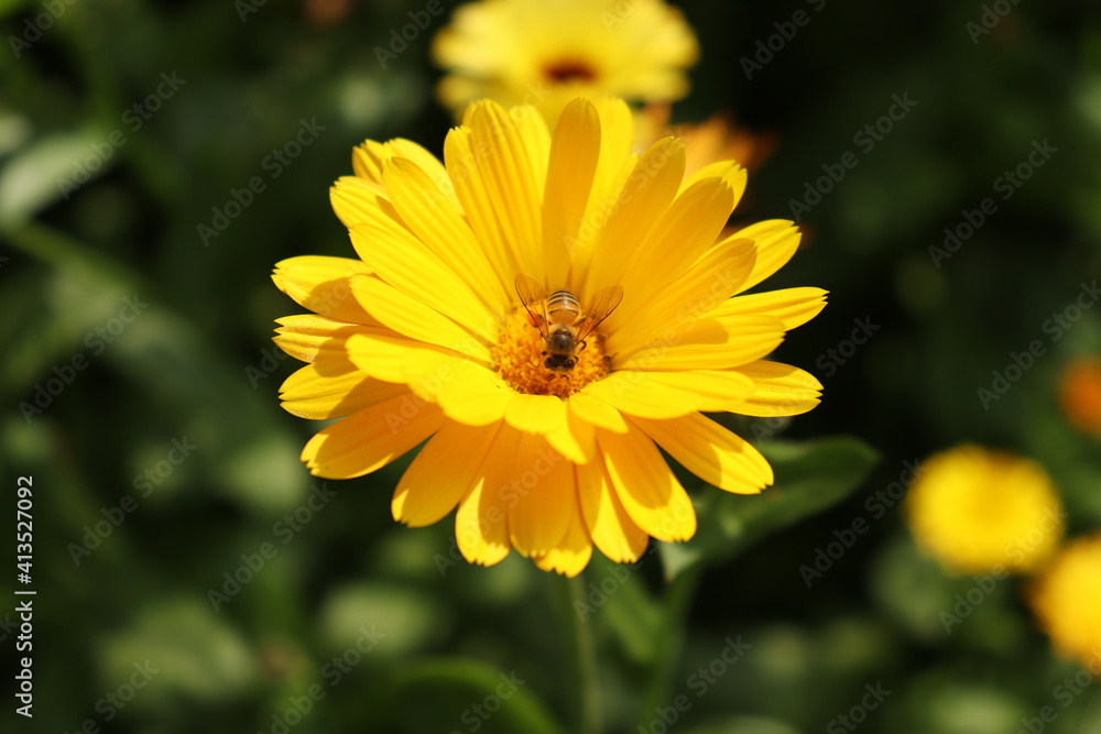 Obraz premium Calendula and Calendula bee