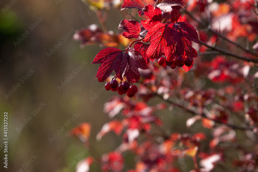 Red viburnum berries with red leaves in autumn sun Red viburnum berries with red leaves in autumn sun