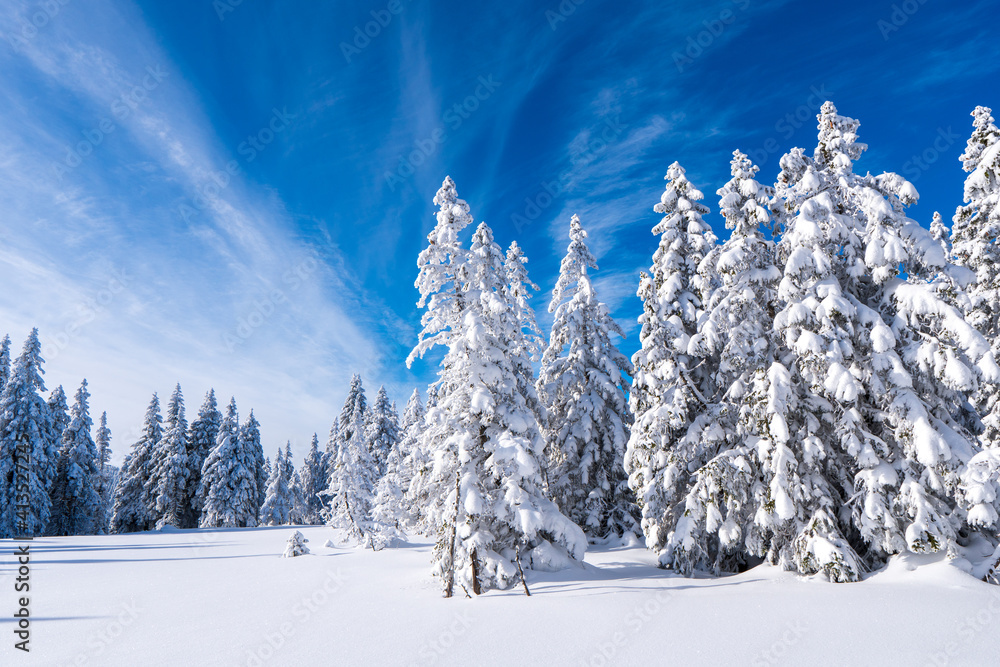 Winter fir and pine forest covered with snow and blue sky in jeseniky czech Mountain winter forest