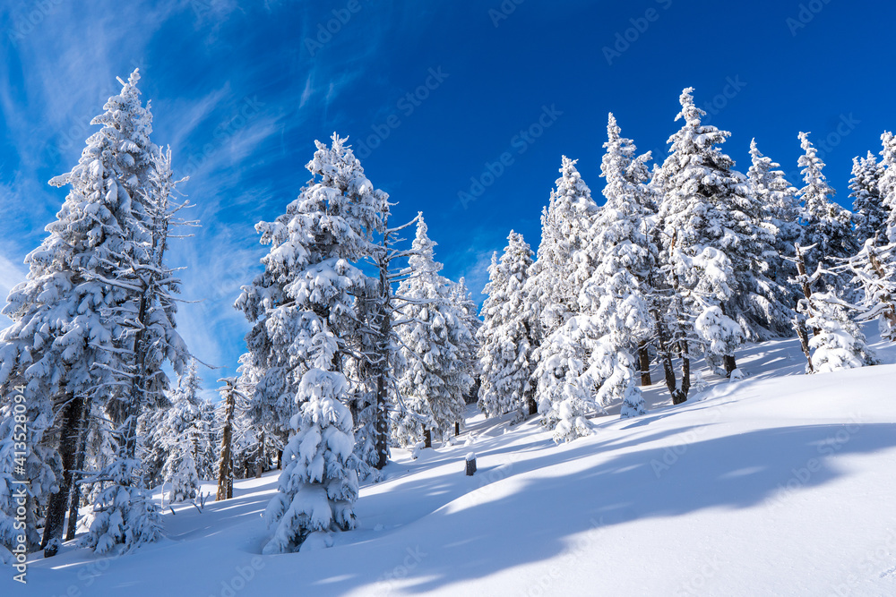 Winter fir and pine forest covered with snow and blue sky in jeseniky czech Mountain winter forest Winter fir and pine forest covered with snow and blue sky in jeseniky czech Mountain winter forest
