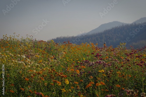 field of flowers in mountains