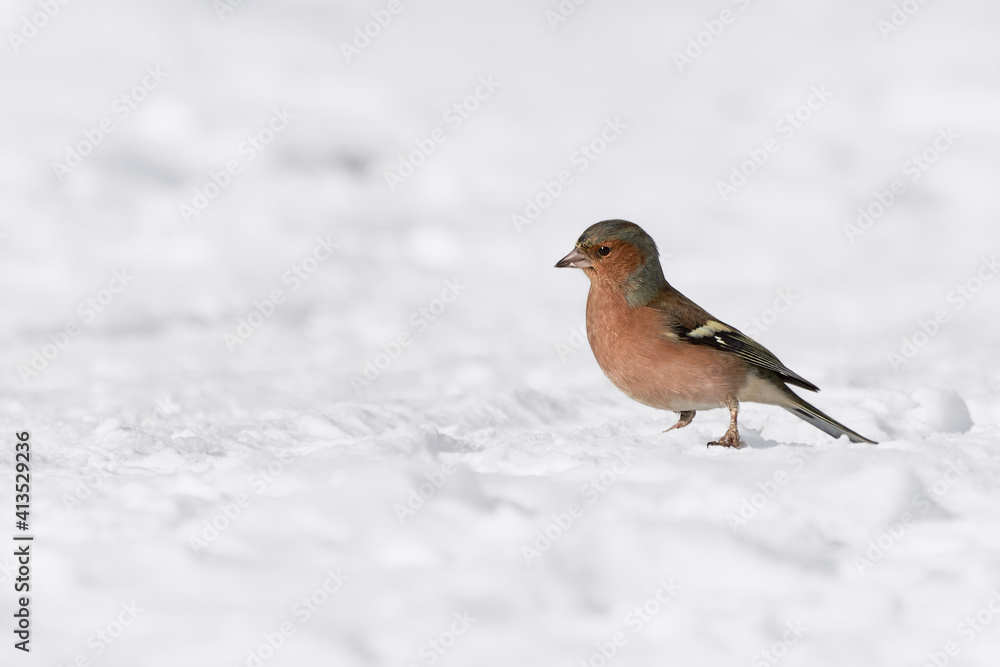 Wild chaffinch (Fringilla coelebs) bird stands in white snow in sunlight, winter wildlife. Wild chaffinch (Fringilla coelebs) bird stands in white snow in sunlight, winter wildlife.