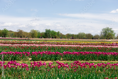 Flower Farm