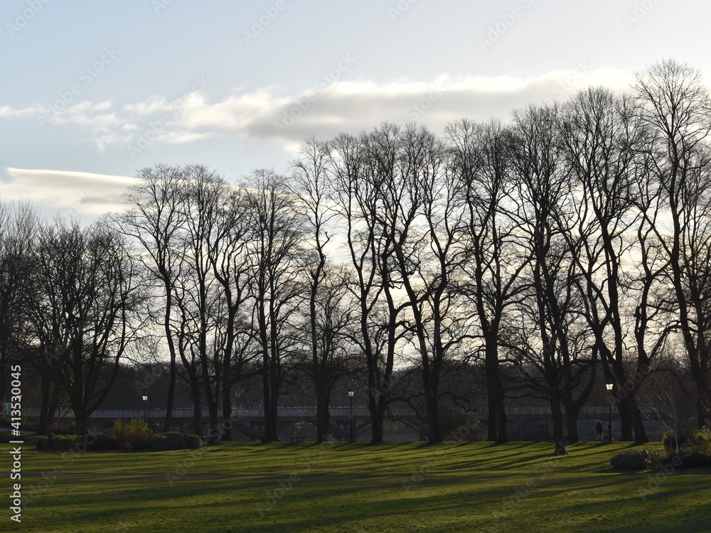 Obraz premium Tall tree's in Avenham and Miller Park, Preston 