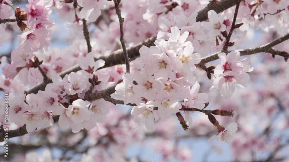 Beautiful spring cherry blossom tree. Beautiful spring cherry blossom tree.