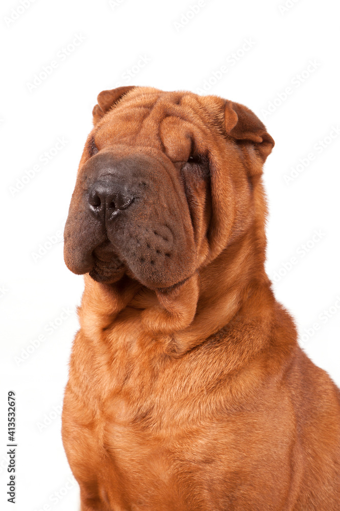 Portrait of Shar Pei on a white background. Portrait of Shar Pei on a white background.