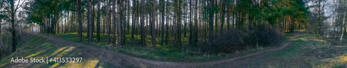 Beautiful panorama of the forest with a path in early spring