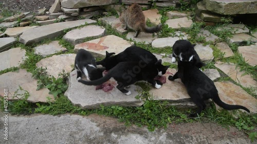 Black and White Puppies Eating Meat on the Rocks in Brazil 