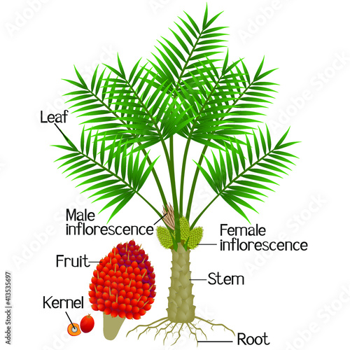 Parts of oil palm tree isolated on a white background.