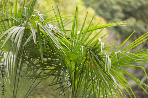 tropical palm leaf texture  natural background green color. Mockup with copy space  banner