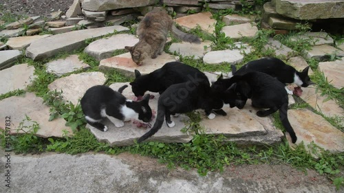 Six Cats Eating Meat on the Rocks in Brazil 