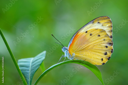 Canvas Print The False Dotted Border butterfly - Belenois thysa, beautiful colored butterfly from African meadows and gardens, Zanzibar, Tanzania