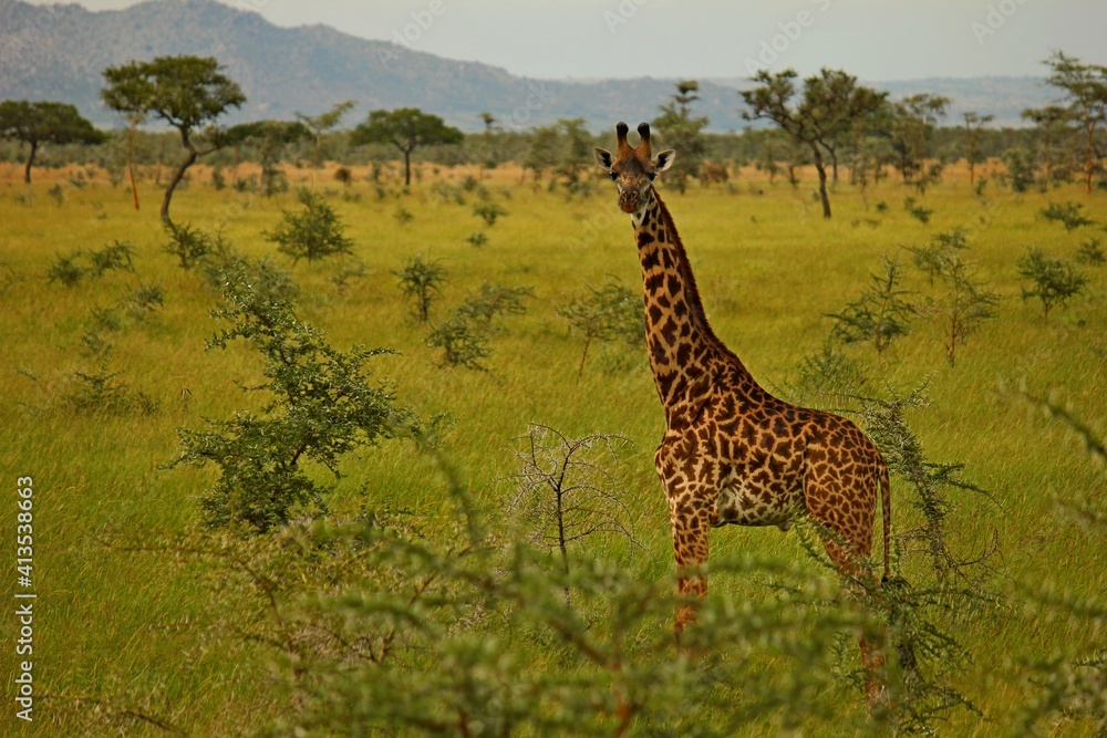 giraffe in the wild