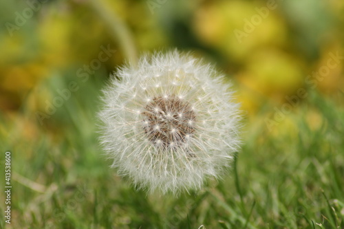 dandelion on grass